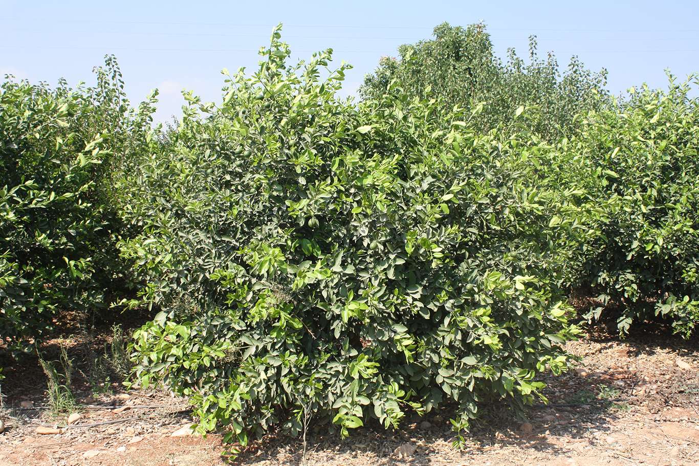 Mersin'de meyer limonu hasadı başladı Mersin'de meyer limonu hasadı başladı